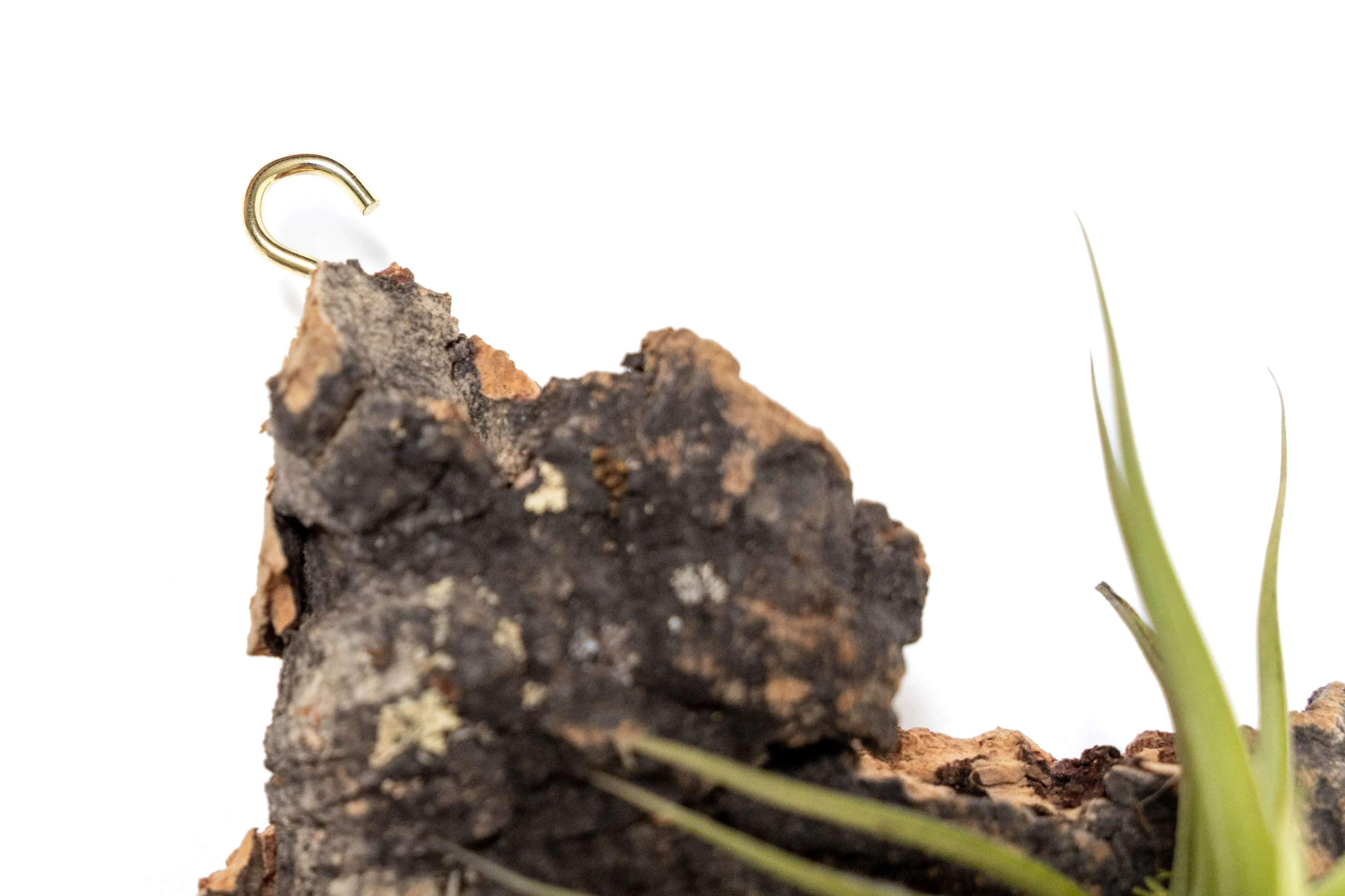 Wholesale -  Fully Assembled Air Plant Cork Bark Displays - Small