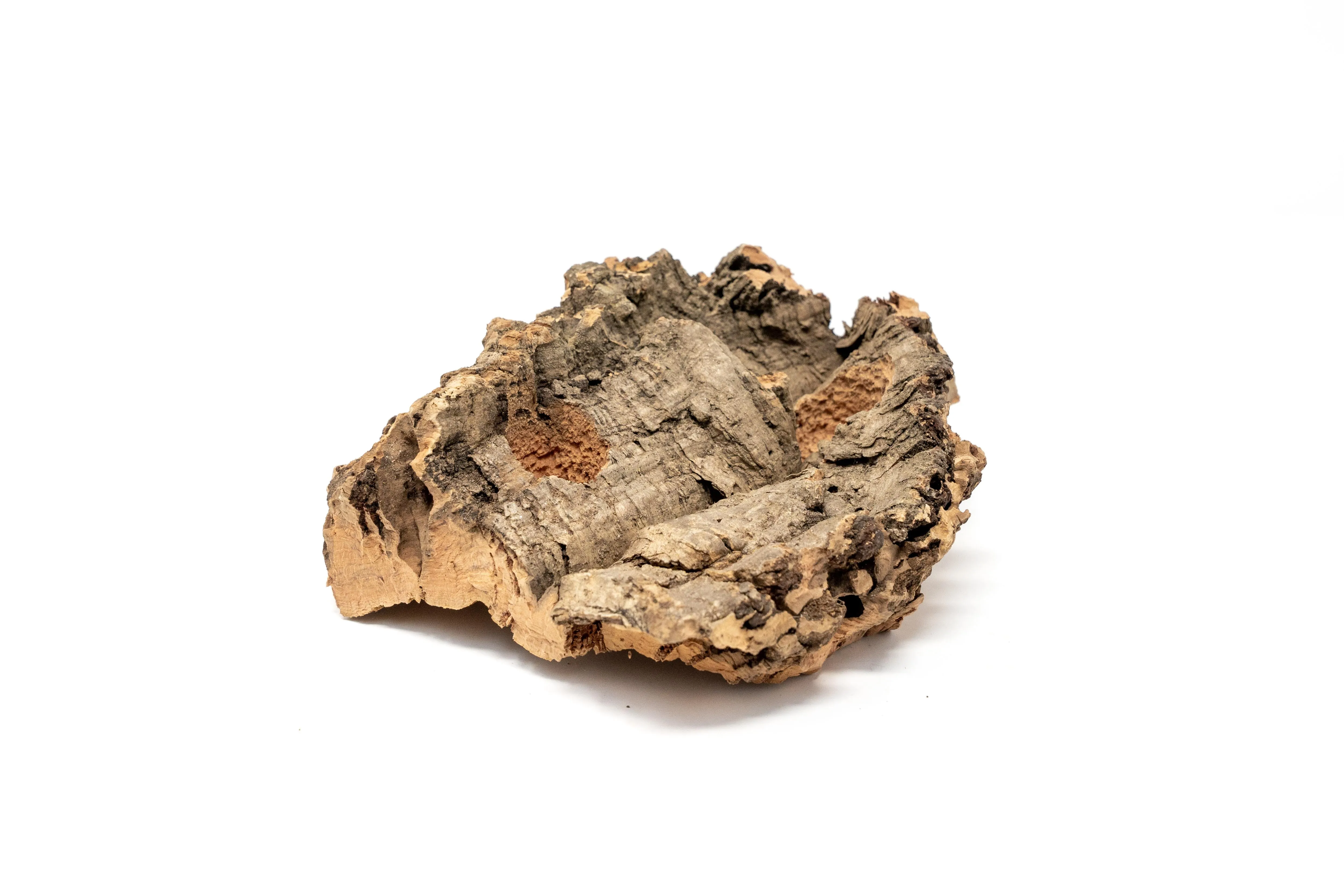 Wholesale - Small Tabletop Cork Bark Display with 2 Tillandsia Air Plants