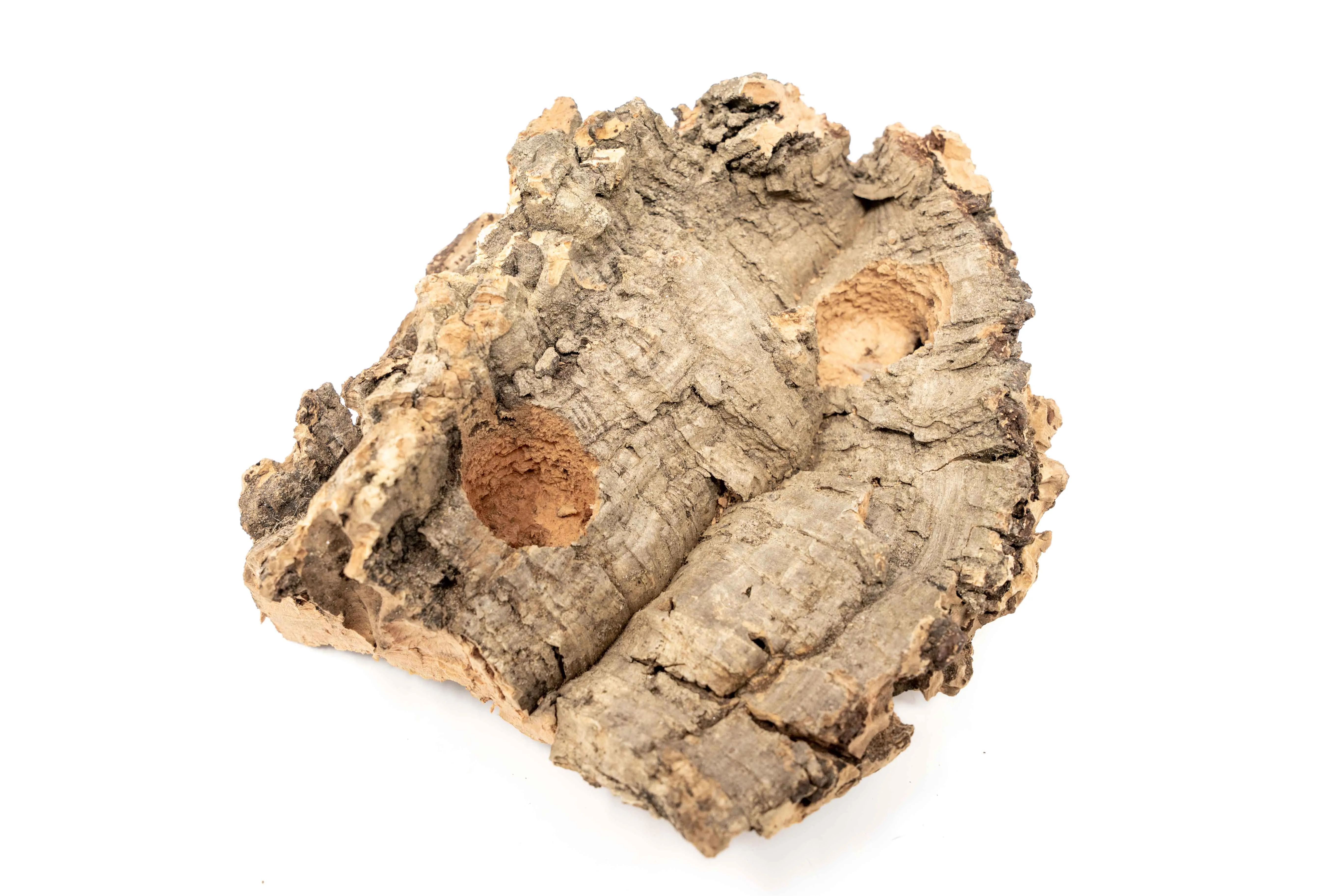 Wholesale - Small Tabletop Cork Bark Display with 2 Tillandsia Air Plants