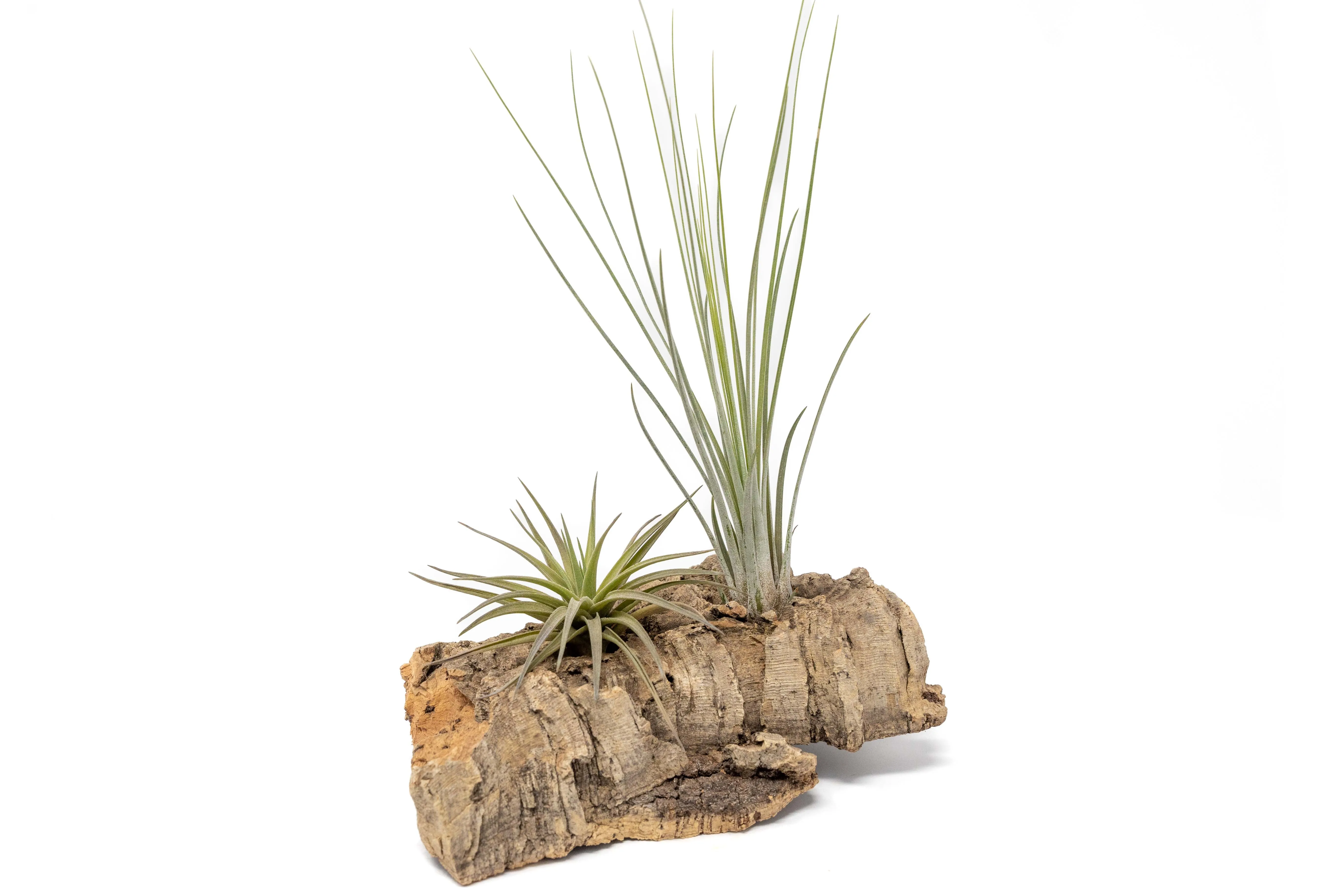 Wholesale - Small Tabletop Cork Bark Display with 2 Tillandsia Air Plants